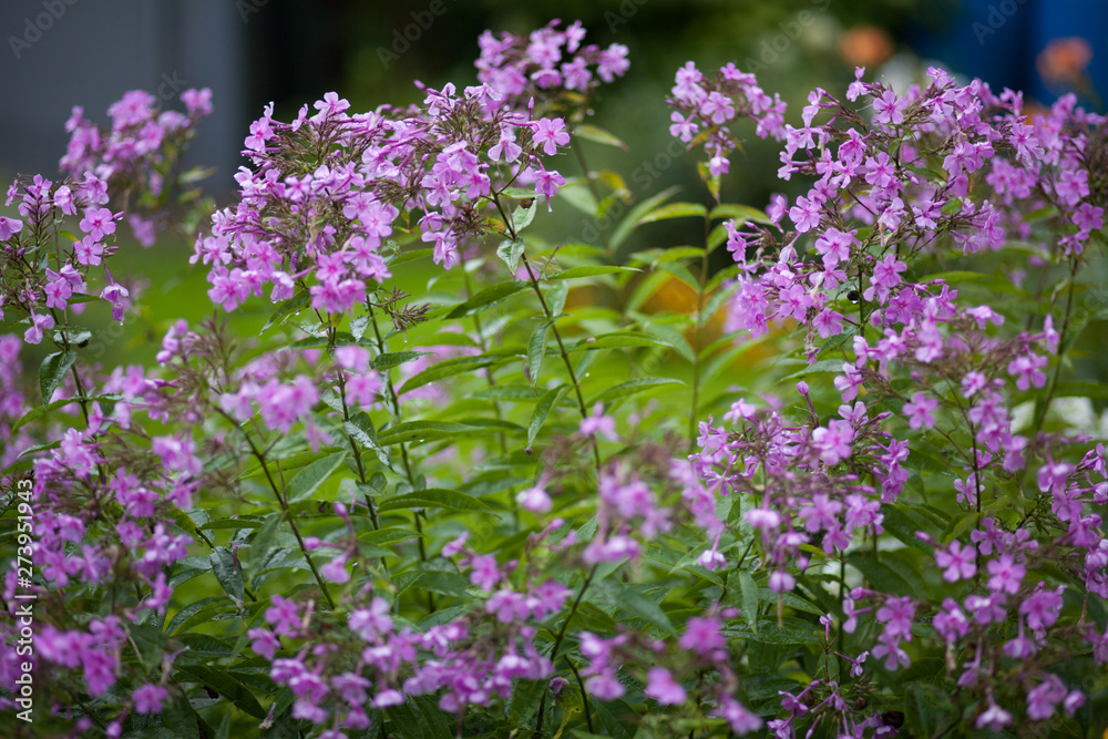 Fototapeta premium purple flowers in the summer garden