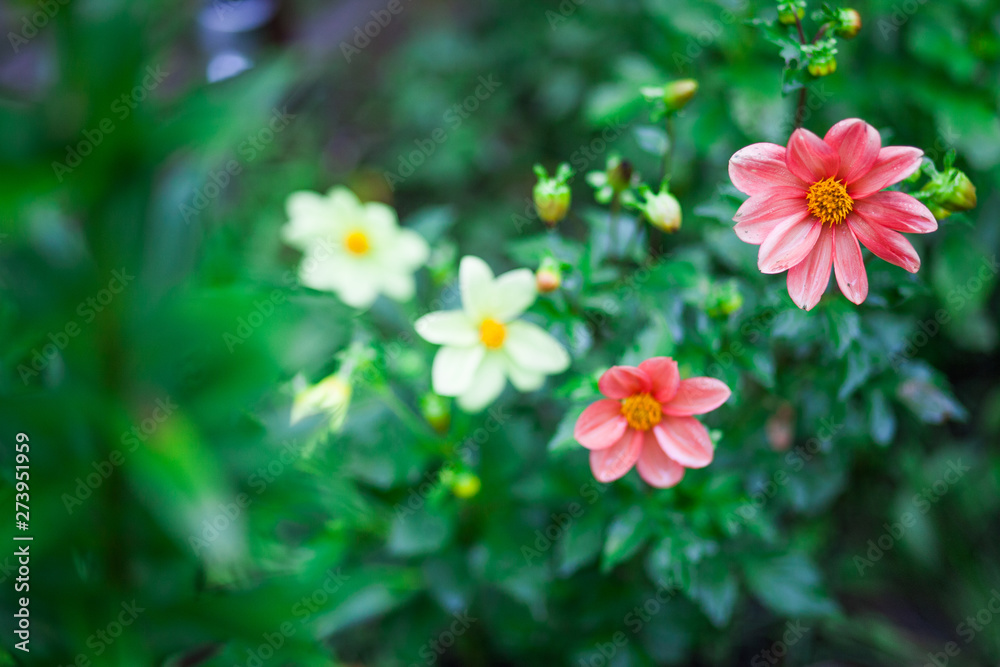 flowers in different colors and green leaves in the garden flowers in different colors and green leaves in the garden