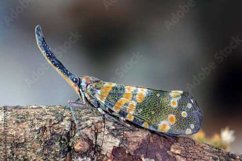 Dark-horned Lantern-fly (Pyrops spinolae) is a species of planthopper, found from India to Indochina. Lanternflies : The unicorns of the insect world. Beautiful insects. Selective fous with copy space photo