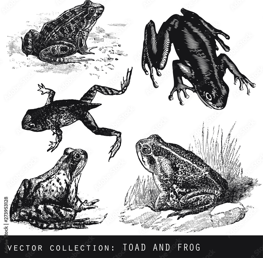 Set of vector vintage illustrations of amphibian Stock Vector | Adobe Stock