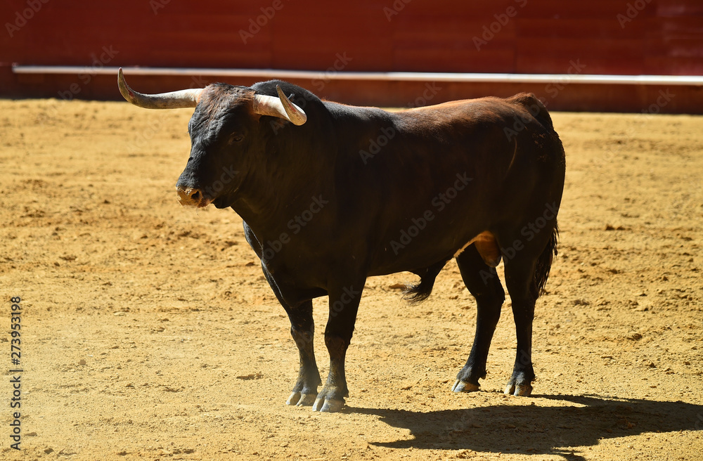 bull in spain running in bullring