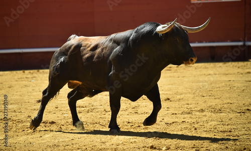 bull in spain running in bullring