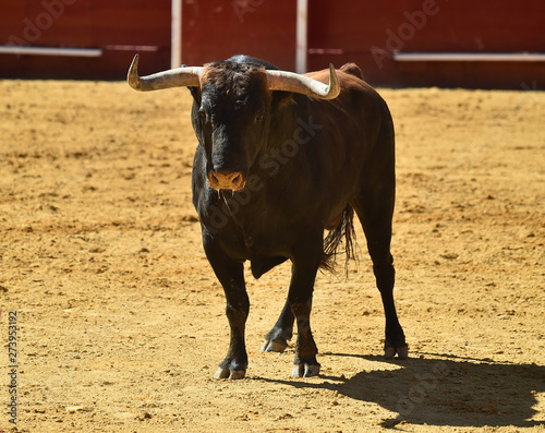 bull in spain running in bullring