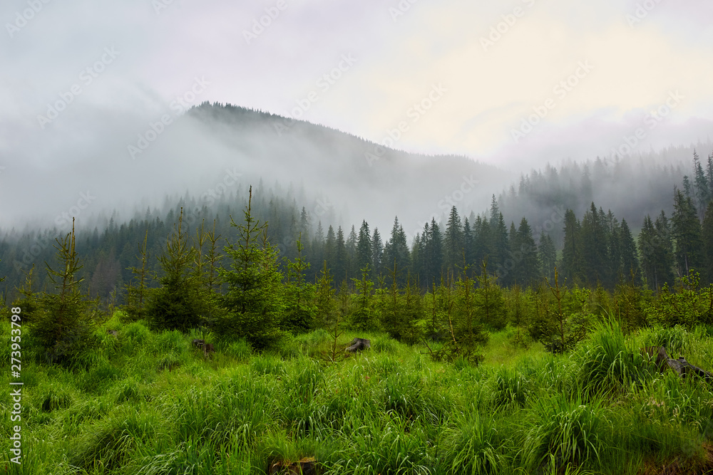 Pine forests on mountains