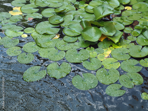 Lilly Pads in a Pond