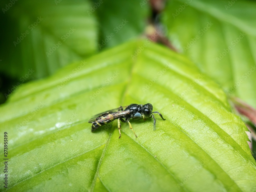 ant on leaf ant on leaf