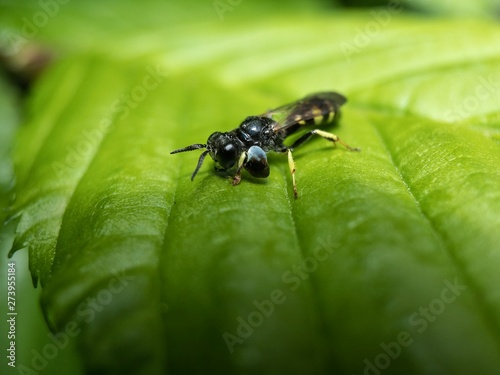 ant on leaf © Martijn