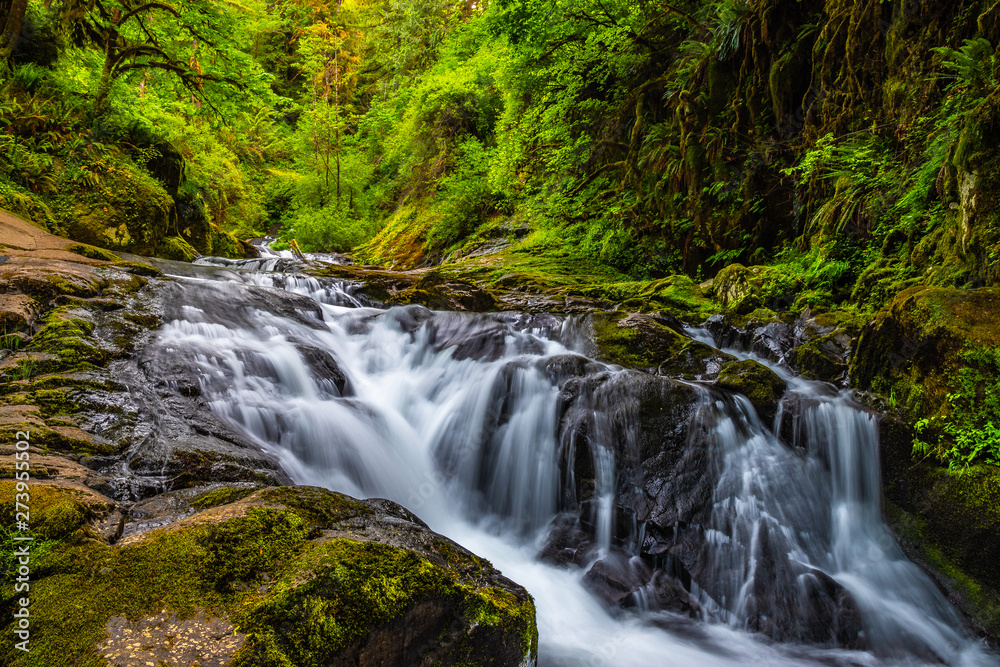 Naklejka premium Beautiful Sunset Hike Up Sweet Creek Falls in Oregon