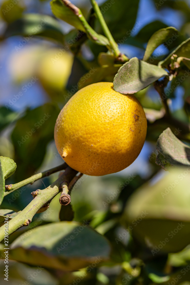 Lime tree Lime tree