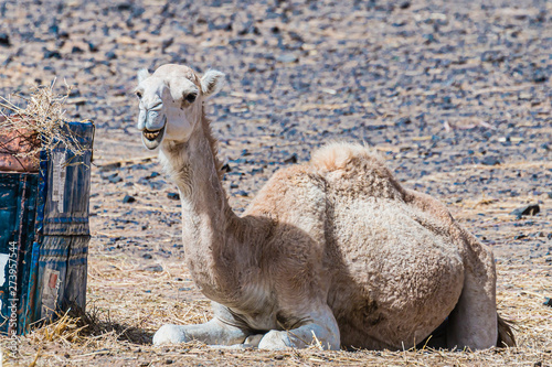 camel  drommedary  in desert