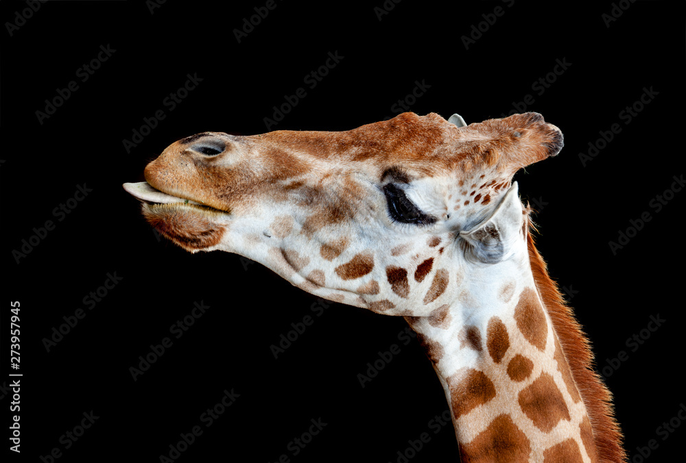 giraffe with tongue out isolated giraffe with tongue out isolated