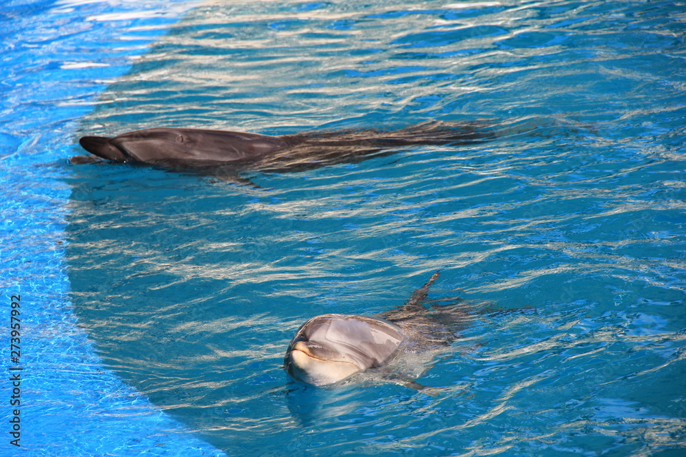 Obraz premium 2頭のイルカ