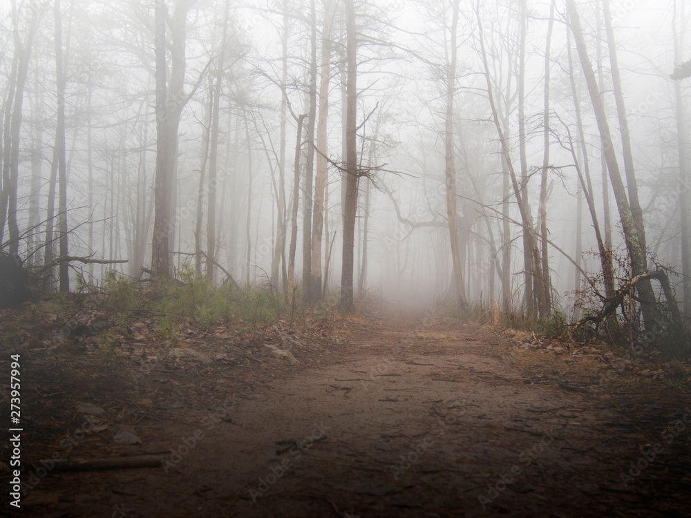 Naklejka premium Spooky Misty Forest Path