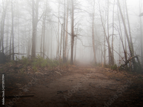 Spooky Misty Forest Path