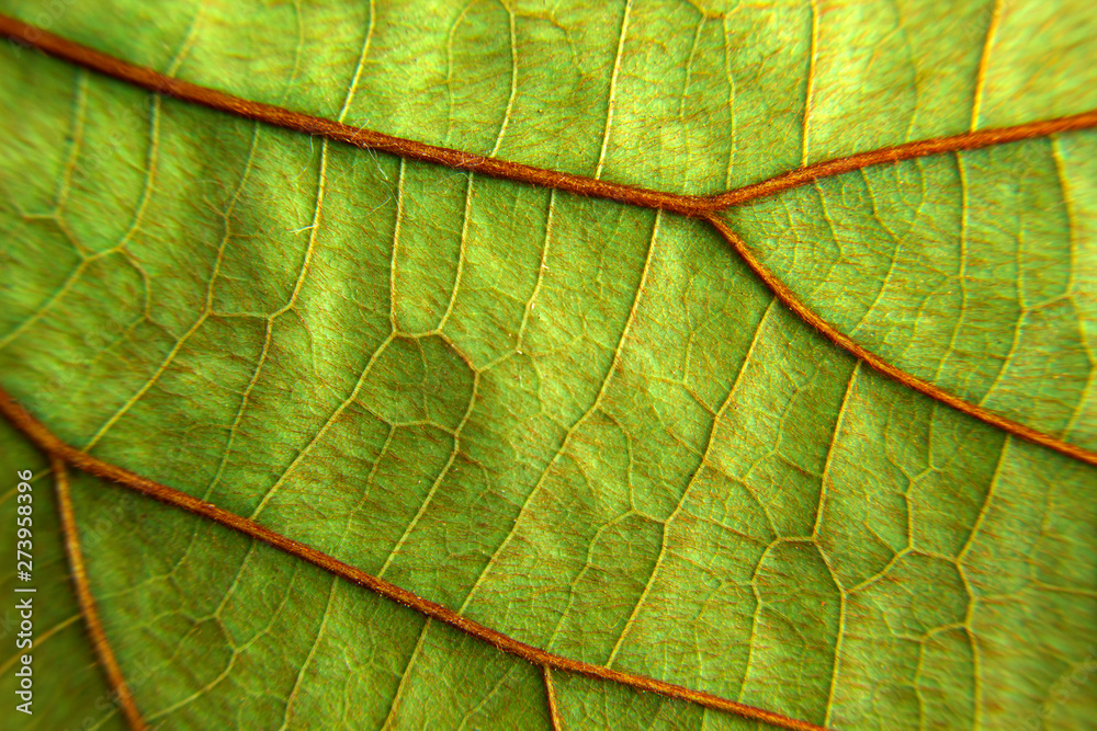 Obraz premium texture green leaf background ,nature macro leaves