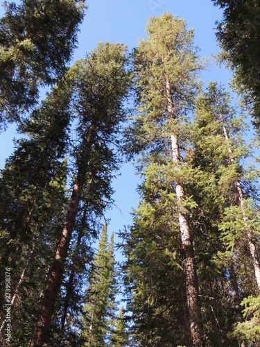 Tall mountain trees.
