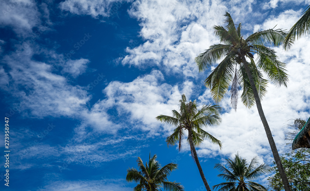 Palms with cloudy blue sky