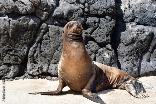 LOBO MARINO, GALÁPAGOS