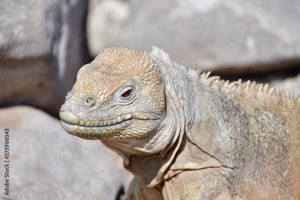 Fototapeta premium IGUANA TERRESTRE, GALÁPAGOS