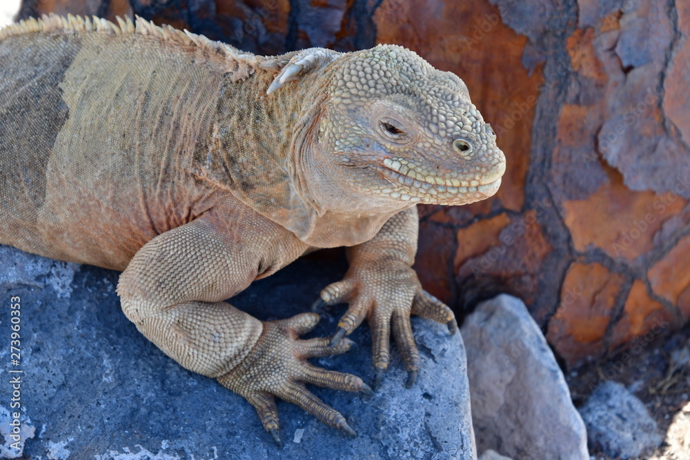 Fototapeta premium IGUANA TERRESTRE, GALÁPAGOS