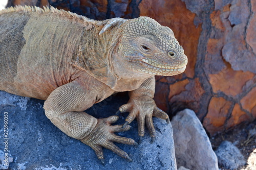 IGUANA TERRESTRE  GAL  PAGOS