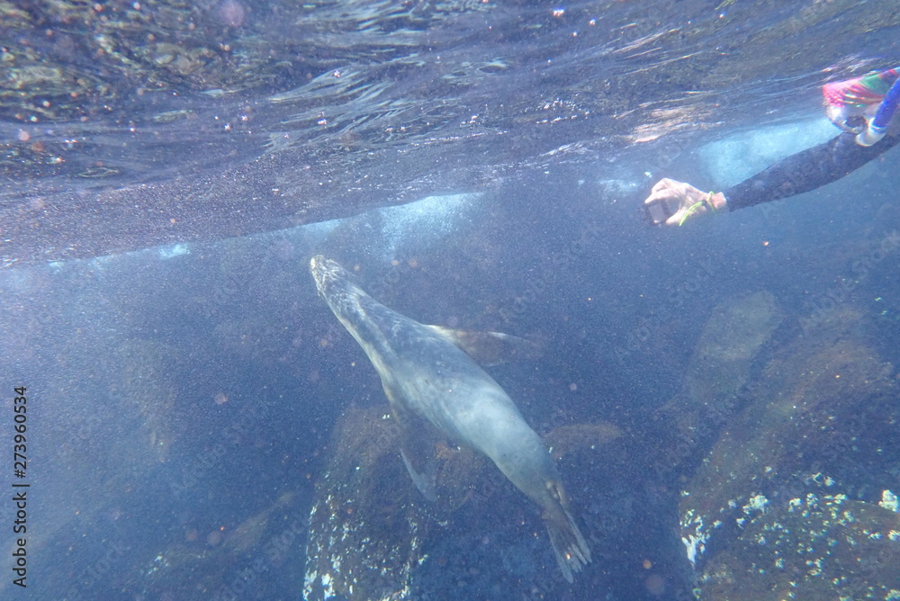 Fototapeta premium LOBO MARINO, GALÁPAGOS