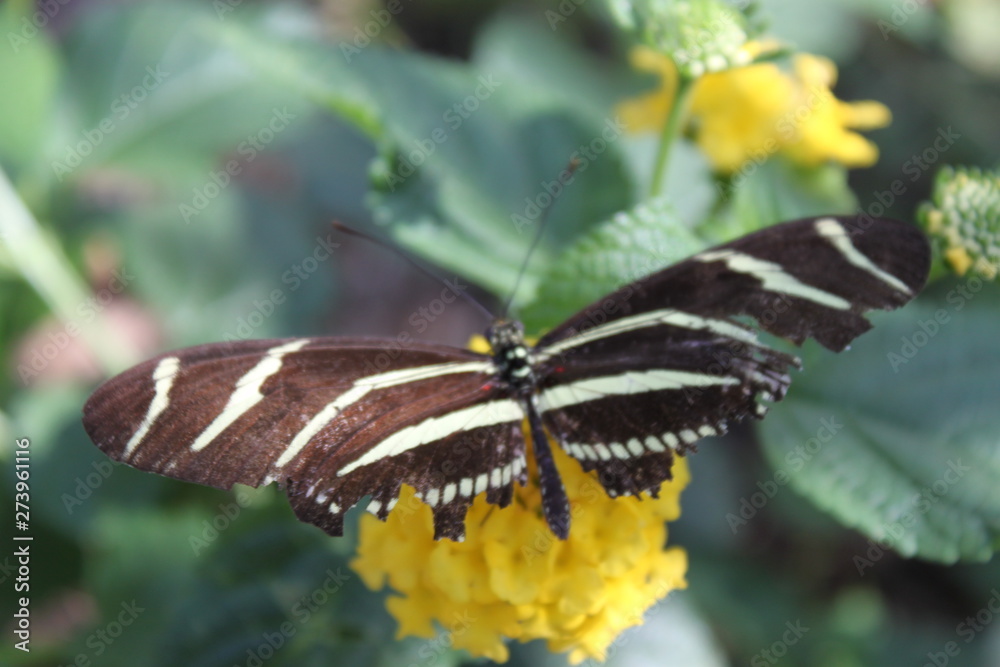 Naklejka premium Butterfly on Flower