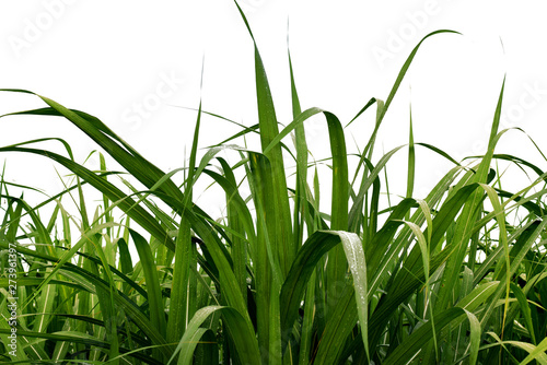 Leaves of sugarcane on white background