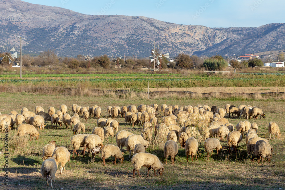 Naklejka premium Herd of sheep grazing on a mountain agricultural area