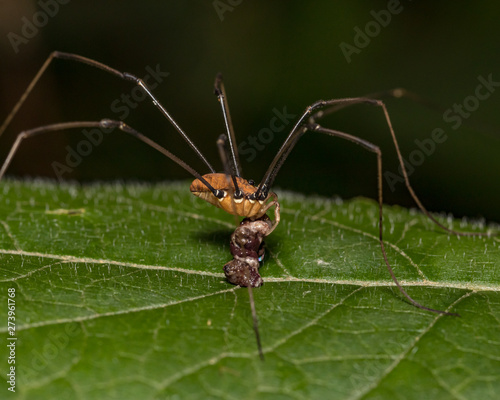 Harvestmen, daddy long legs spider, eating an insect while sitting on a leaf