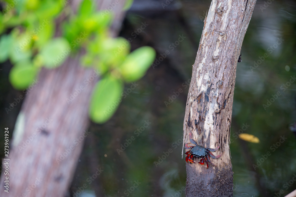 Red clawed crab on a mangrove tree Red clawed crab on a mangrove tree