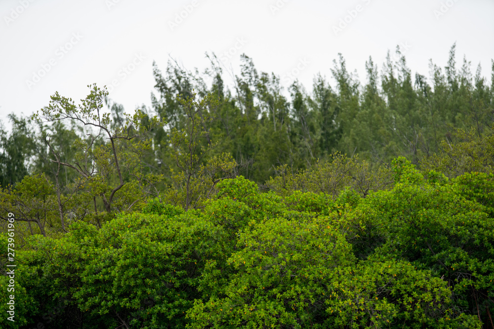 Nature photography Florida mangrove trees