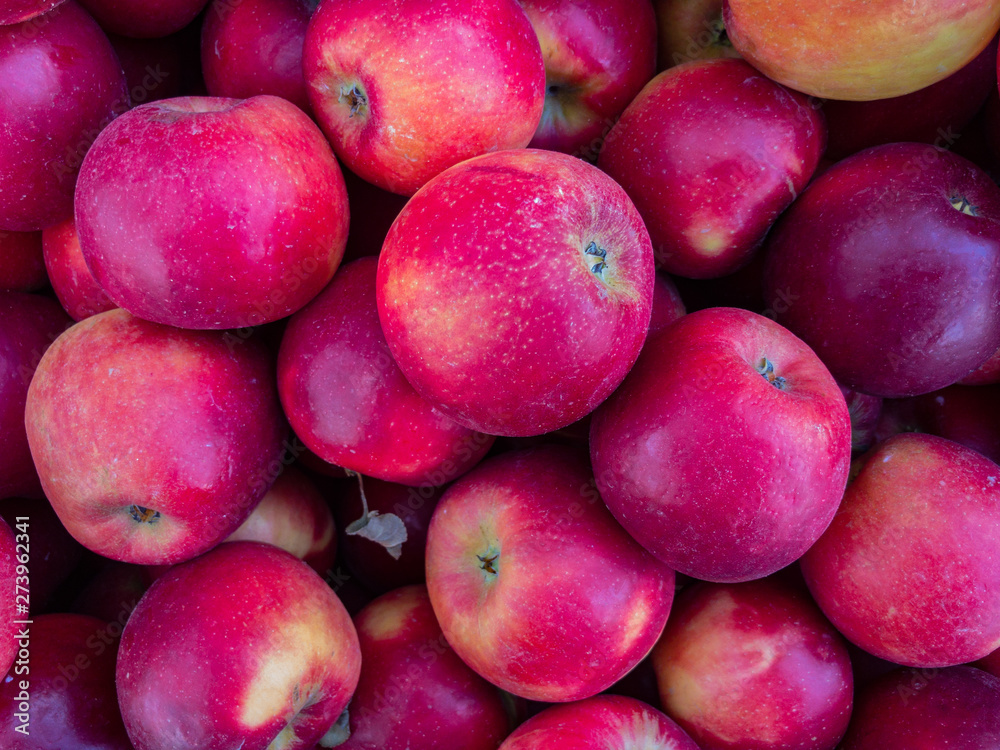 fresh picked organic red apples fresh picked organic red apples