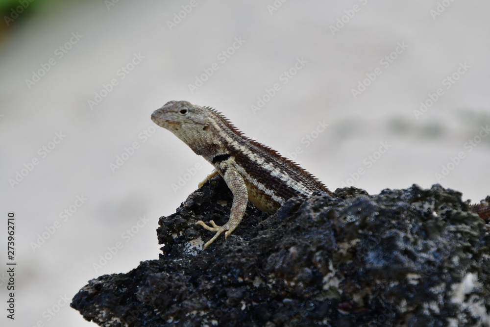 Fototapeta premium LAGARTIJA, GALÁPAGOS