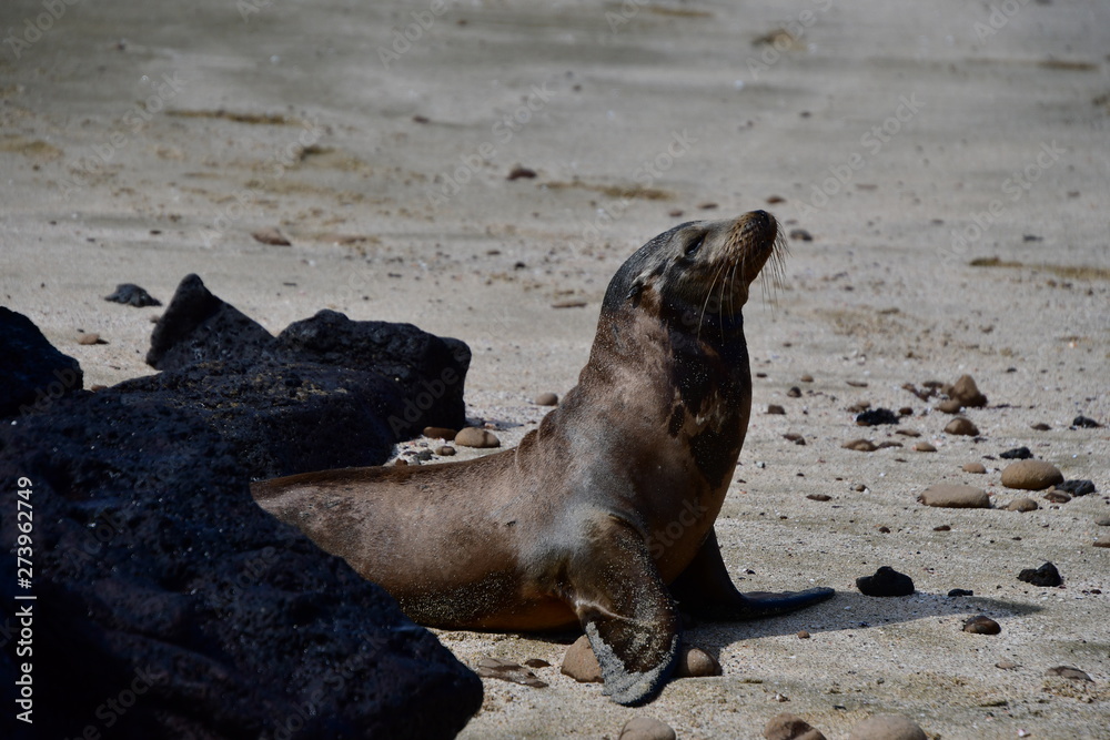 Fototapeta premium LOBO MARINO, GALÁPAGOS