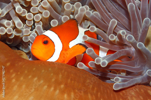 Clown Anemonefish, Amphiprion percula © cbpix