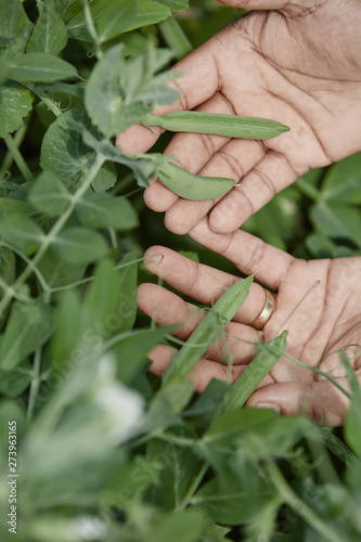 Hand picking fresh organic raw green peas  on cultivated farmers field in summer