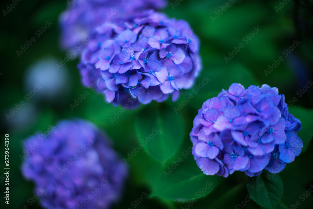 アジサイの花 アジサイの花