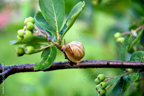 A snail is crawling on a rowan branch. Summer. Morning.