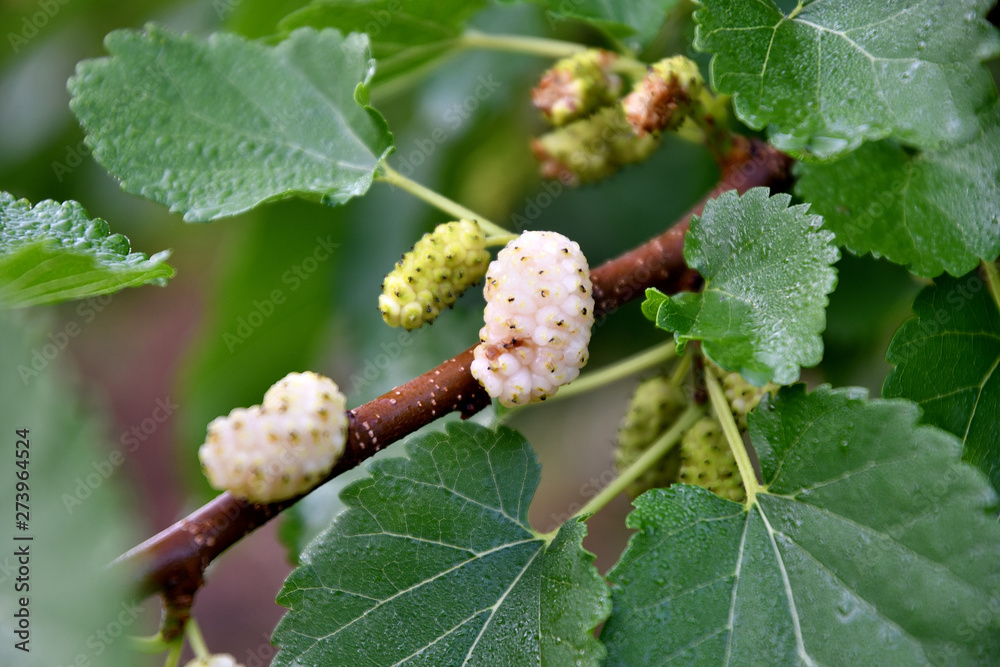 White mulberry on a branch on a summer day in the garden. White mulberry on a branch on a summer day in the garden.