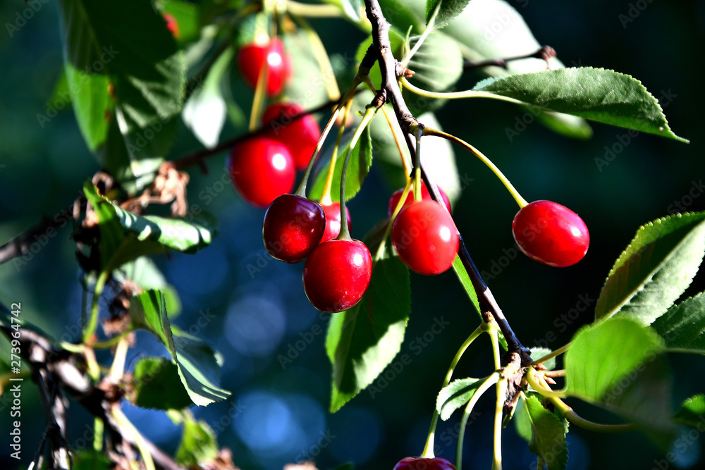 Obraz premium Cherry in the garden in the summer afternoon.