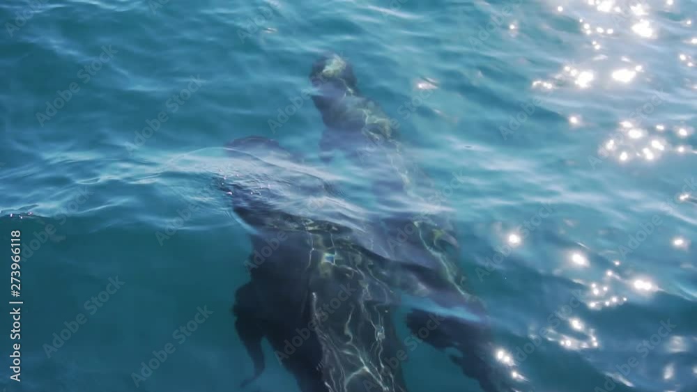 two pilot whales breath very close shot slowmotion two pilot whales breath very close shot slowmotion
