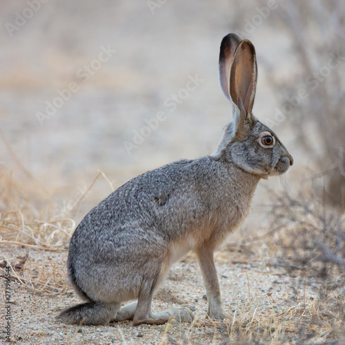 Black Tailed Jackrabbit