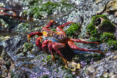 Close Up of Sally Crab on Waterfront Tidal Rocks