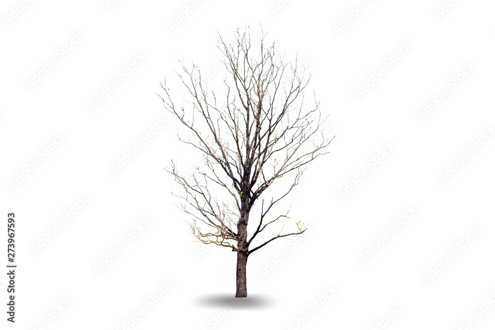dry Tree isolated on white background, tropical trees isolated used for architecture dry Tree isolated on white background, tropical trees isolated used for architecture