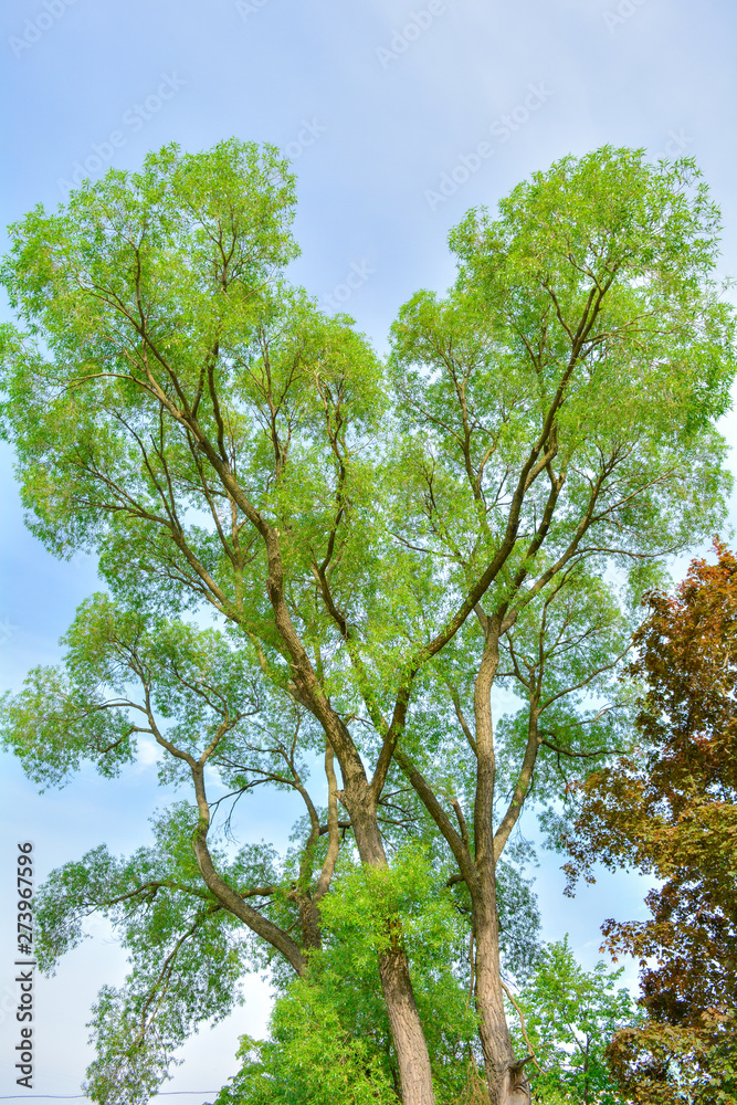 Willow tree branches with fresh green leaves on blue sky with clouds Willow tree branches with fresh green leaves on blue sky with clouds