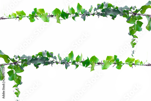 ivy vine on wire background white