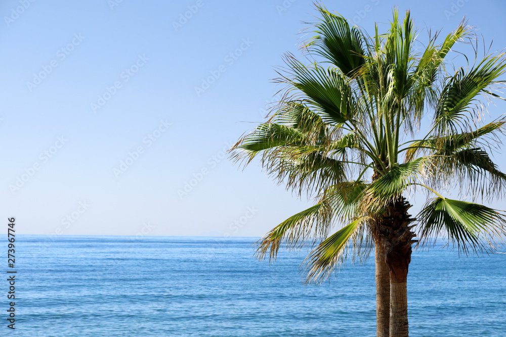 Palm Tree on the beach