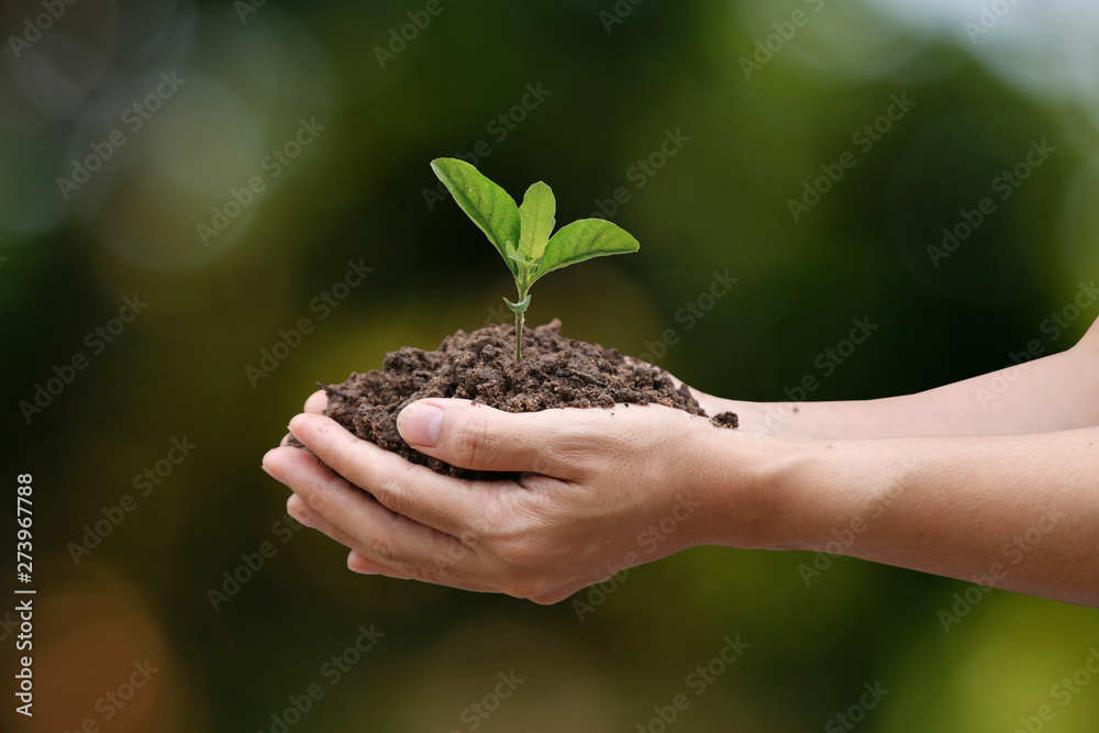 Agriculture. Farmer and nature baby plant in hands. Agriculture. Farmer and nature baby plant in hands.
