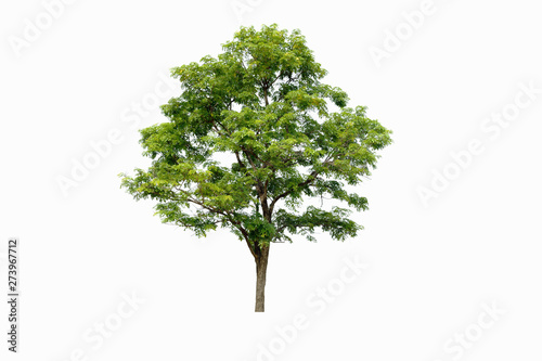 fresh tree on  white background  for architecture